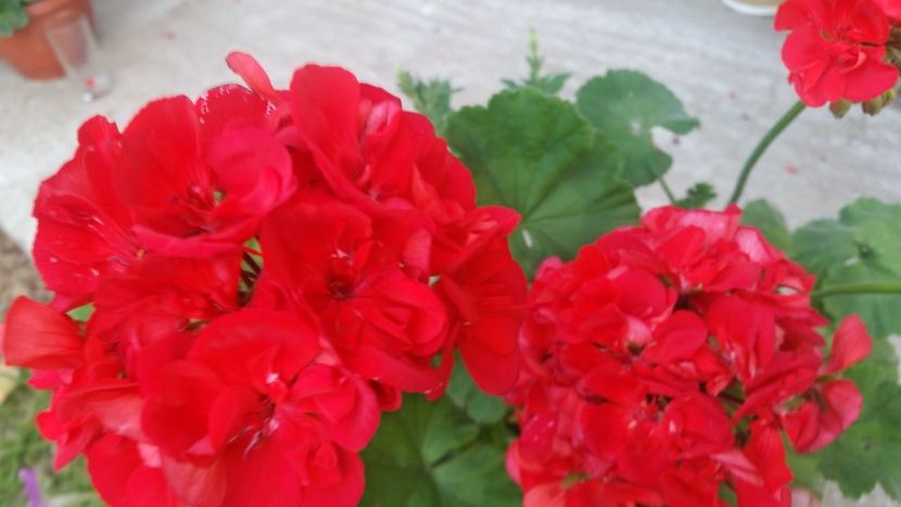 2021-06-30 19.21.54 - Muscate