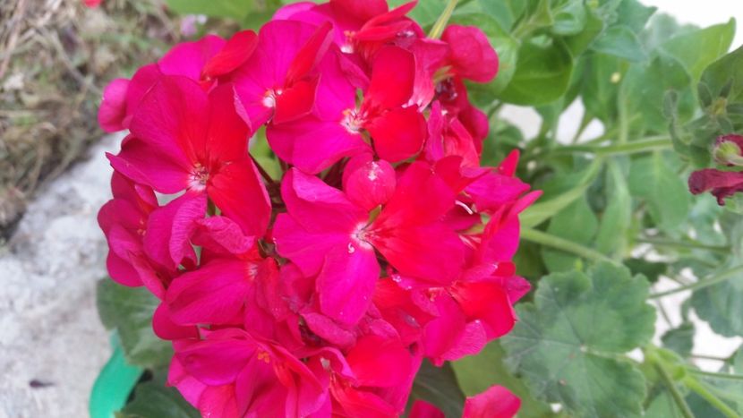 2021-06-30 19.23.27 - Muscate