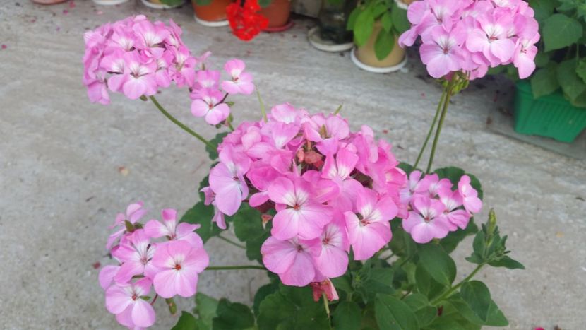 2021-06-30 19.24.26 - Muscate