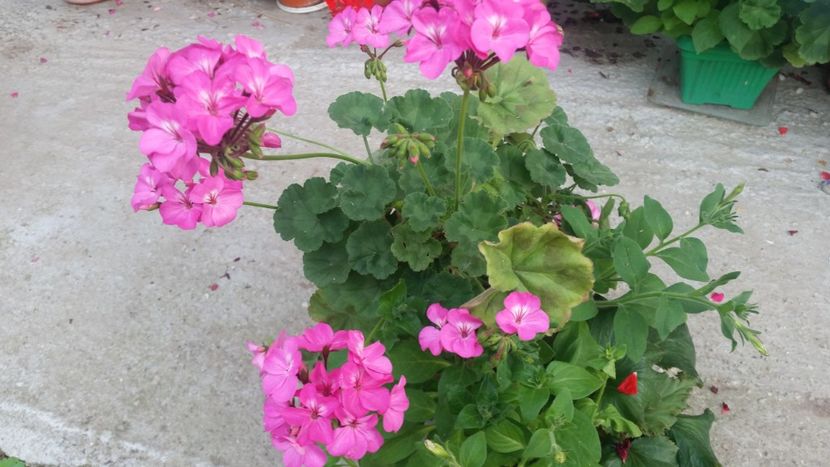 2021-06-30 19.26.03 - Muscate