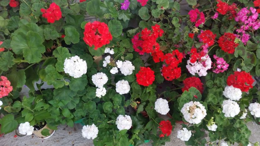 2021-06-30 19.28.36 - Muscate