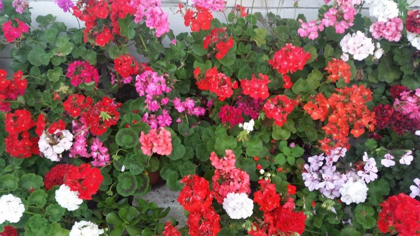 2021-06-30 19.28.50 - Muscate