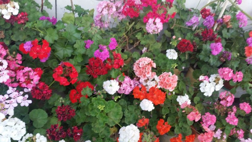 2021-06-30 19.28.59 - Muscate