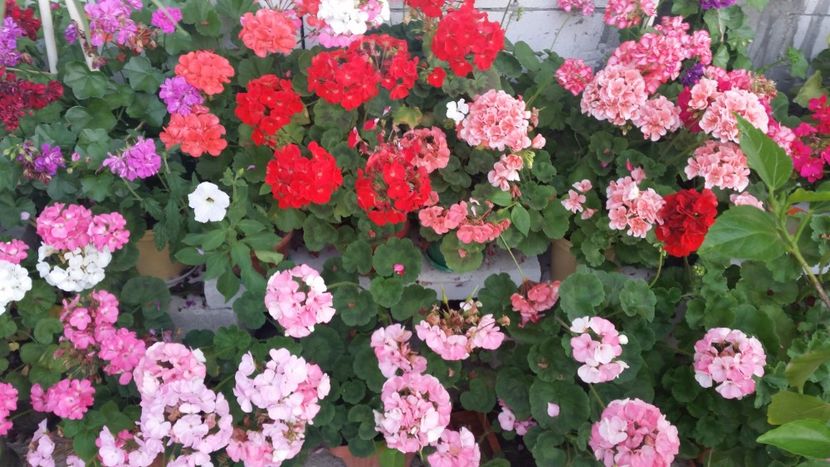 2021-06-30 19.29.09 - Muscate