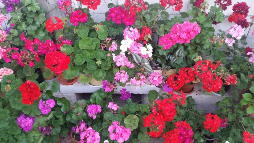 2021-06-30 19.29.21 - Muscate