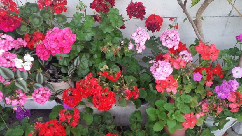 2021-06-30 19.29.44 - Muscate