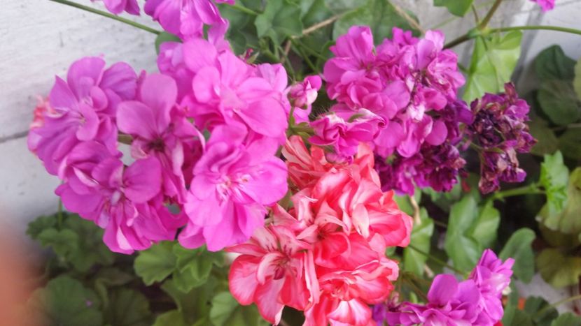 2021-06-30 19.30.42 - Muscate