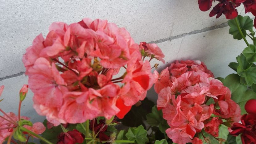 2021-06-30 19.31.09 - Muscate