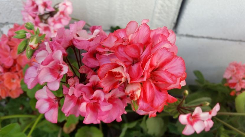 2021-06-30 19.31.26 - Muscate