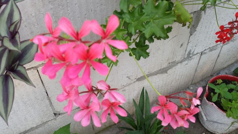 2021-06-30 19.33.02 - Muscate