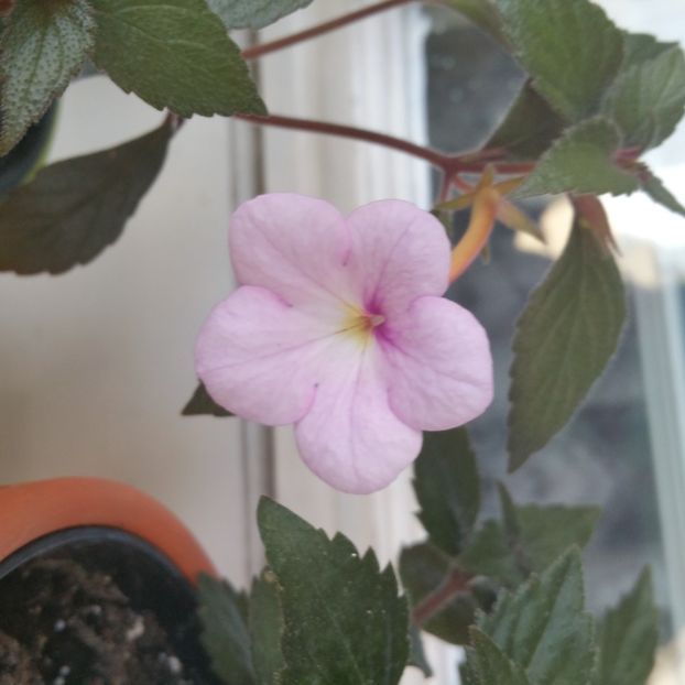 2021 - Peach Blossom