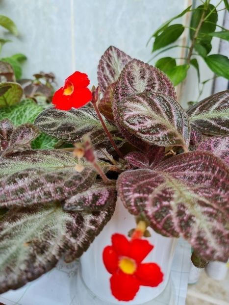  - Thad_s Pink Diamond