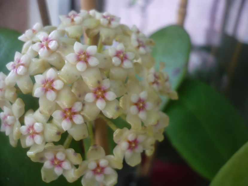 01.07.2021 - HOYA 2021-1