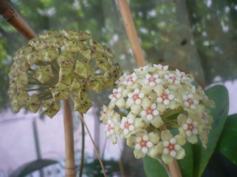 P1480995 - HOYA 2021-1