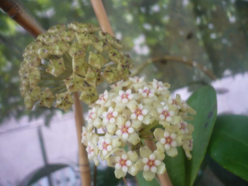 P1480996 - HOYA 2021-1