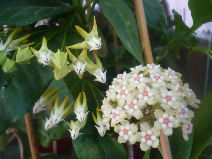 P1480998 - HOYA 2021-1