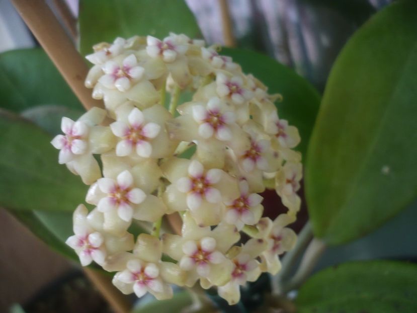 P1480999 - HOYA 2021-1