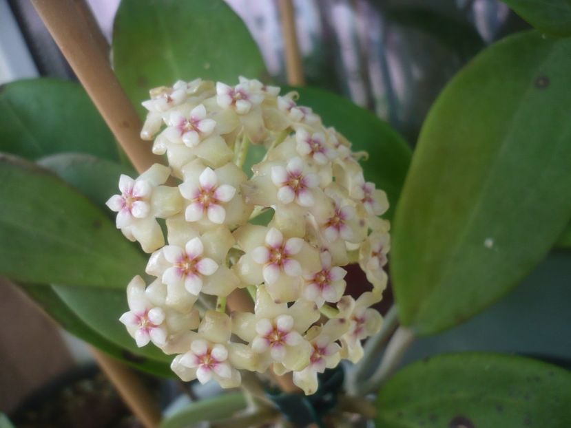 P1490001 - HOYA 2021-1