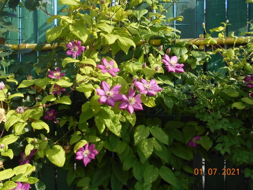  - 02 Clematite 2021
