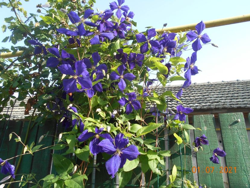 - 02 Clematite 2021