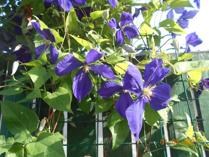  - 02 Clematite 2021