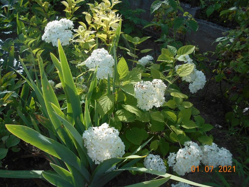  - 02 Azalee-rhododendroni-heleborusi-hortensii-hoste 2021