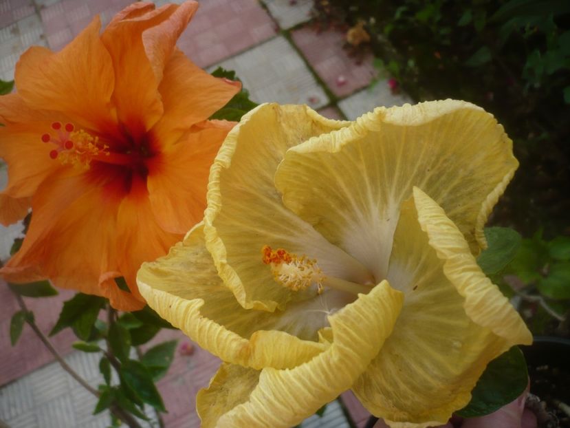 P1490003 - HIBISCUSI 2021-2