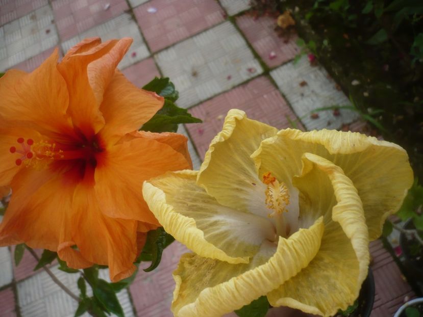 P1490004 - HIBISCUSI 2021-2