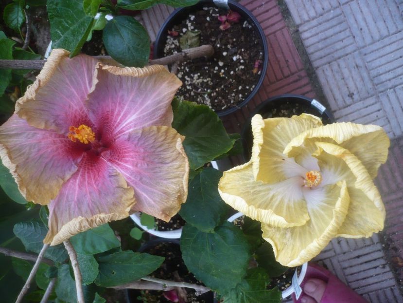 P1490006 - HIBISCUSI 2021-2