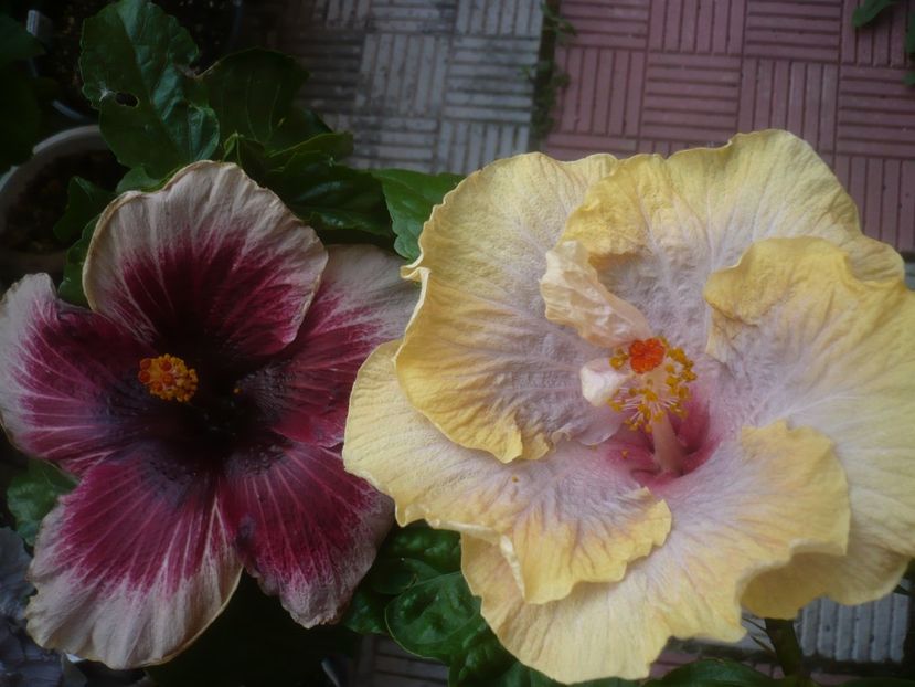 P1490008 - HIBISCUSI 2021-2