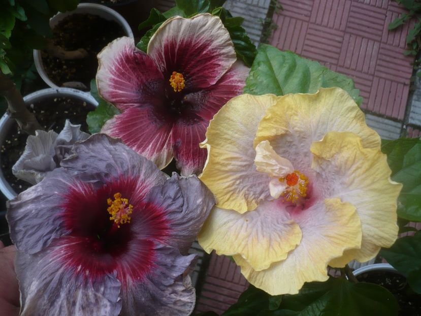 P1490009 - HIBISCUSI 2021-2