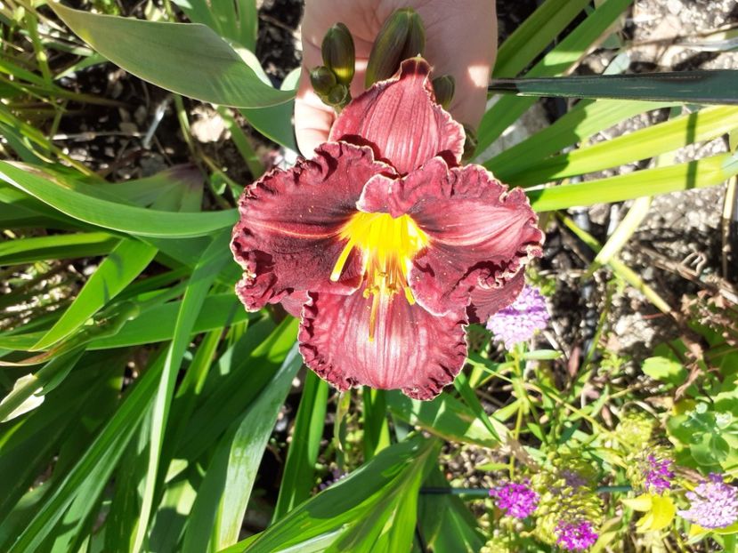 Purplelicious - Hemerocallis 2021