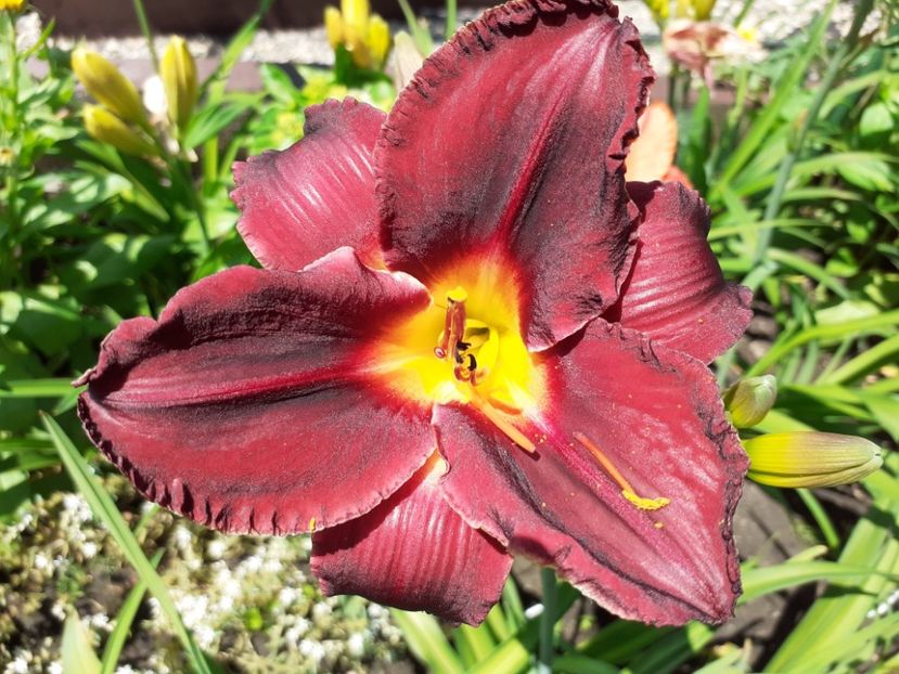 Queen of night - Hemerocallis 2021