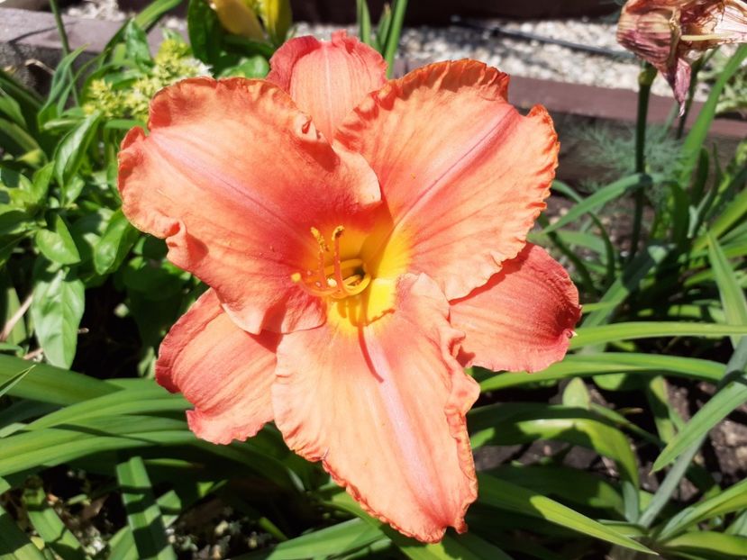 South Seas - Hemerocallis 2021