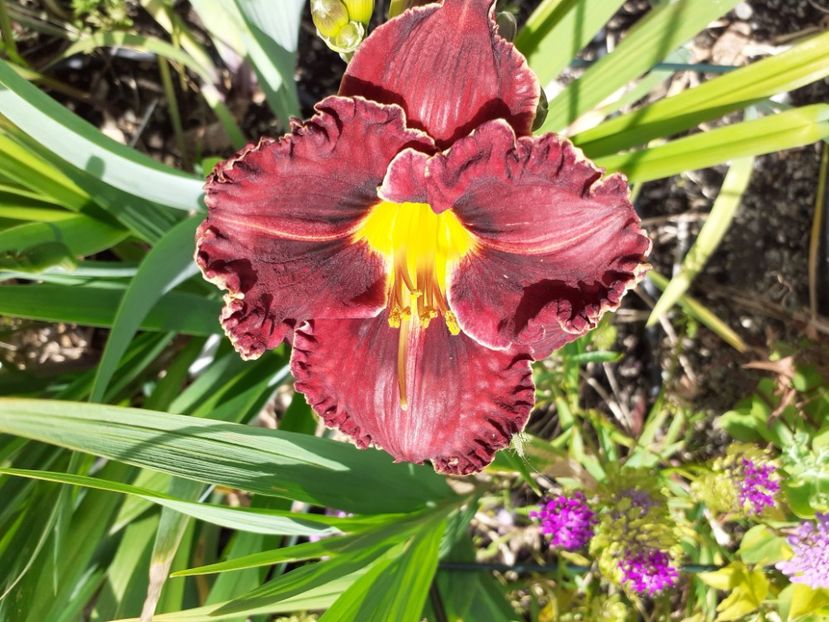 Purplelicious - Hemerocallis 2021