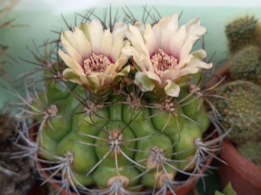  - Cactuși 2021