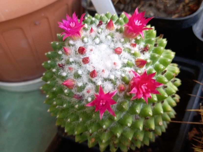  - Cactuși 2021