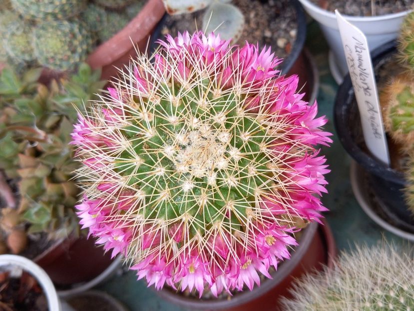  - Cactuși 2021