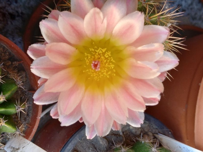  - Cactuși 2021