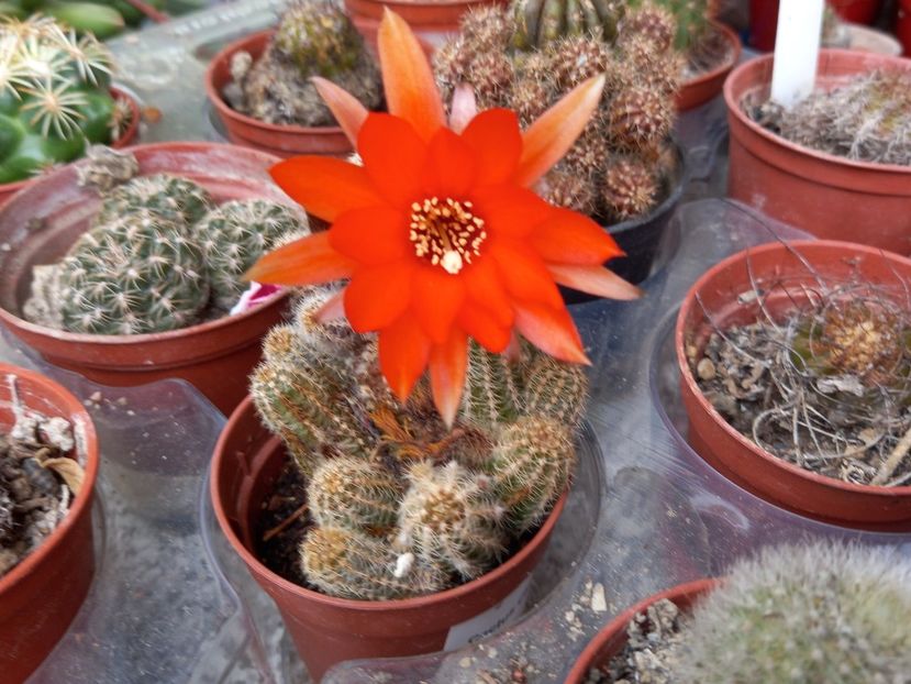  - Cactuși 2021