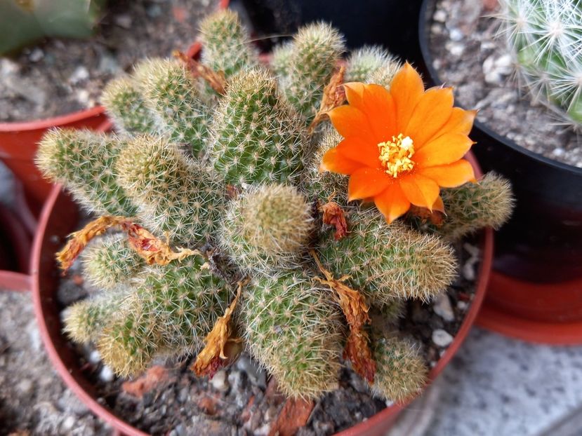  - Cactuși 2021