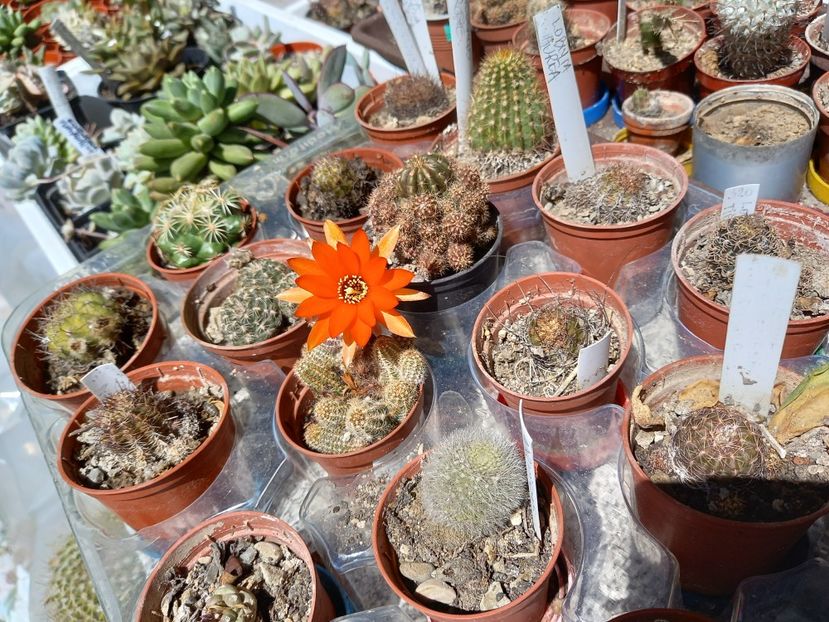  - Cactuși 2021