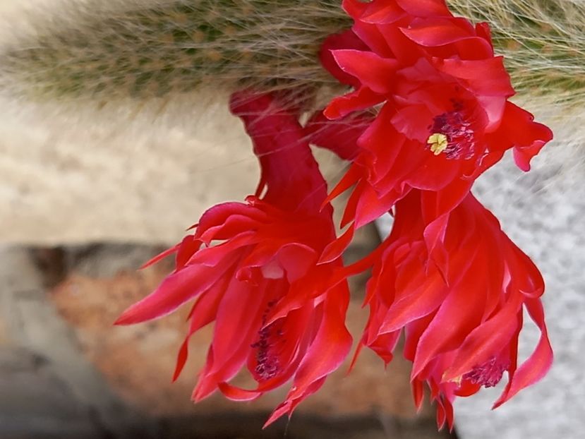  - Cactuși 2021