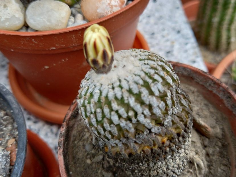  - Cactuși 2021