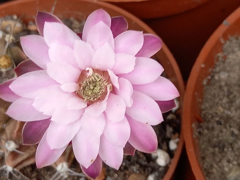  - Cactuși 2021