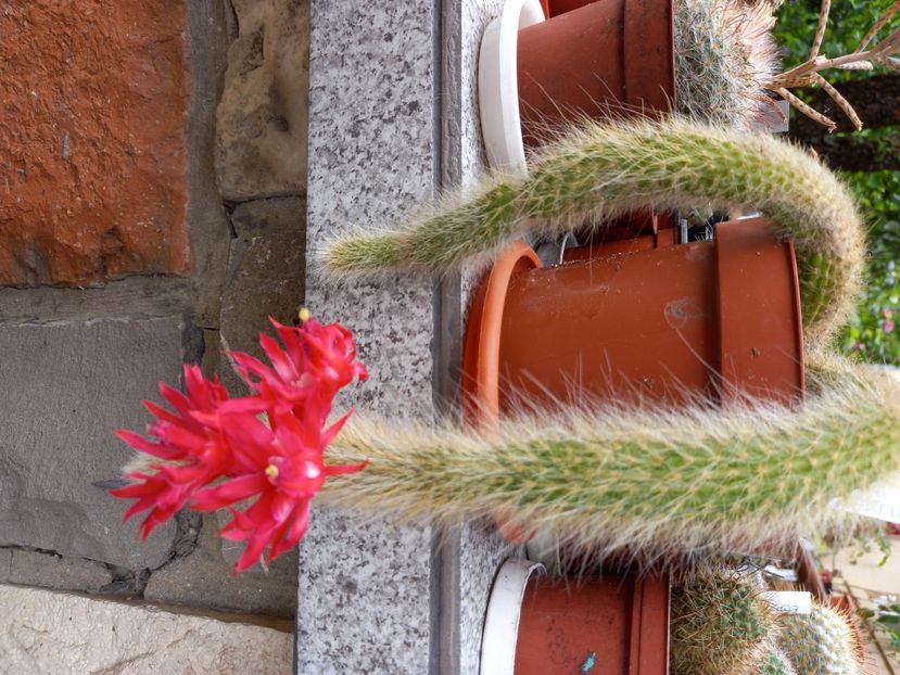  - Cactuși 2021