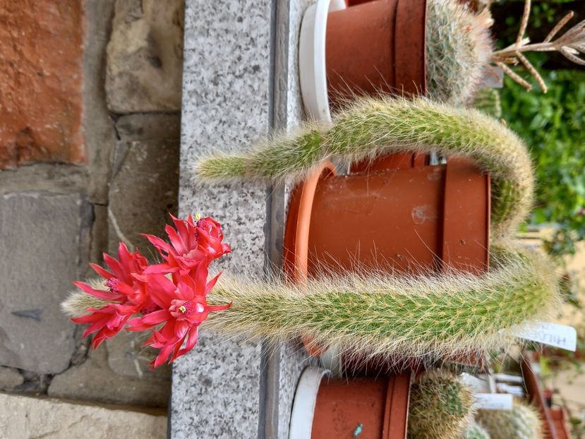  - Cactuși 2021