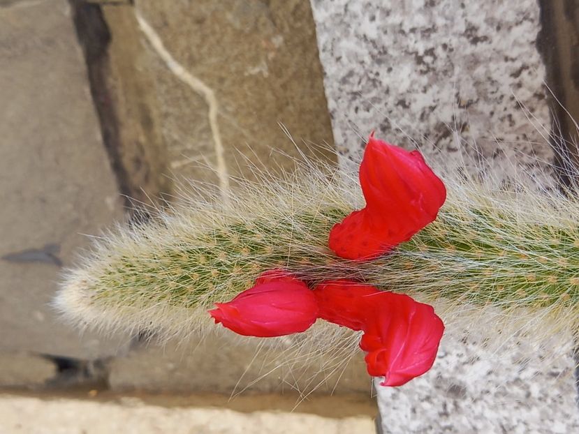  - Cactuși 2021