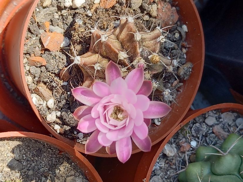  - Cactuși 2021
