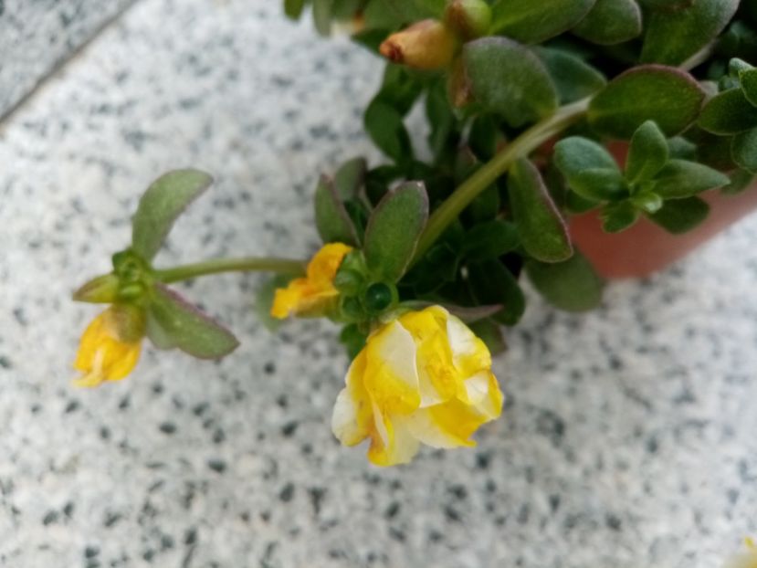  - Cactuși 2021